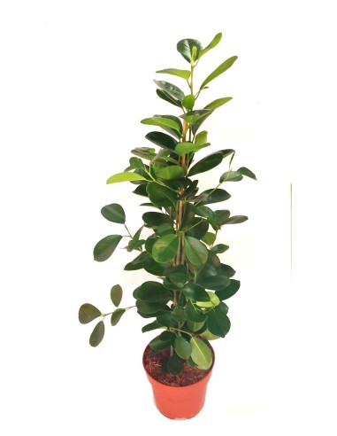 Ficus Microcarpa (60 - 80 cm de altura)