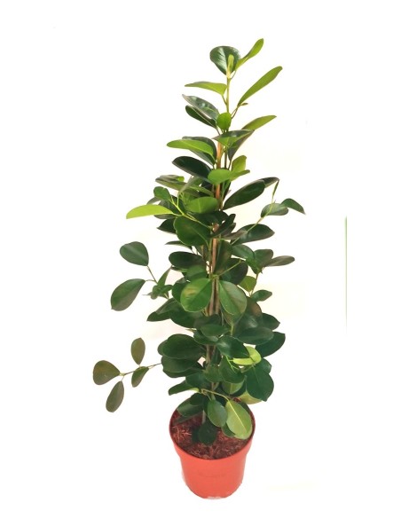 Ficus Microcarpa (60 - 80 cm de altura)