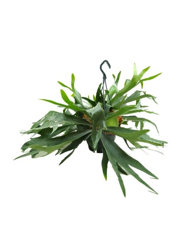 Cuerno de alce o Platycerium bifurcatum (maceta 20 cm Ø)