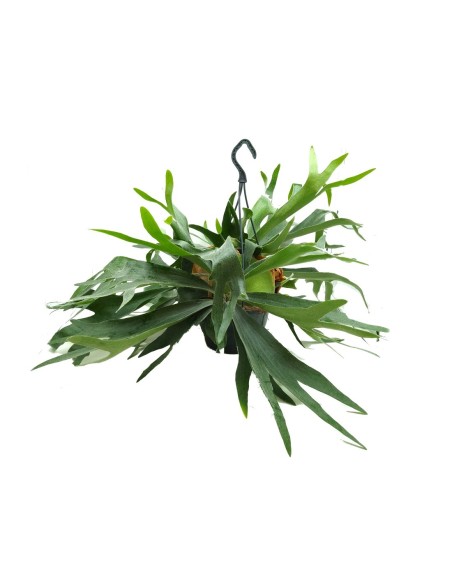 Chifre de alce ou Platycerium bifurcatum (vaso 20 cm Ø)