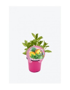 Menthe ananas (pot 10,5 cm Ø)