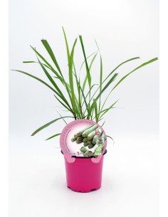 Citronela planta o Cymbopogon (maceta 13 cm Ø) 2