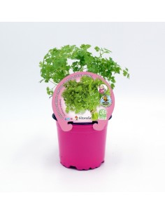 Cerfeuil (pot 10,5 cm Ø)