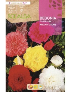 Bulbo de begonia fimbriata