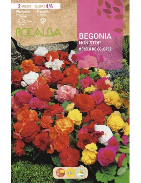 Bulbo de begonia non stop