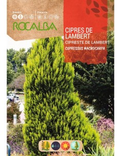 Semilla ciprés de Lambert