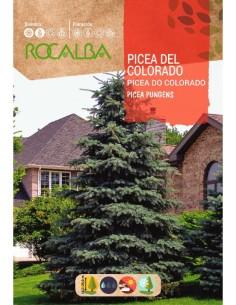 Semente de Picea do Colorado