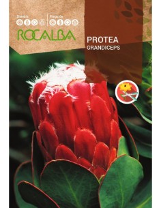 Semente de Protea Grandiceps