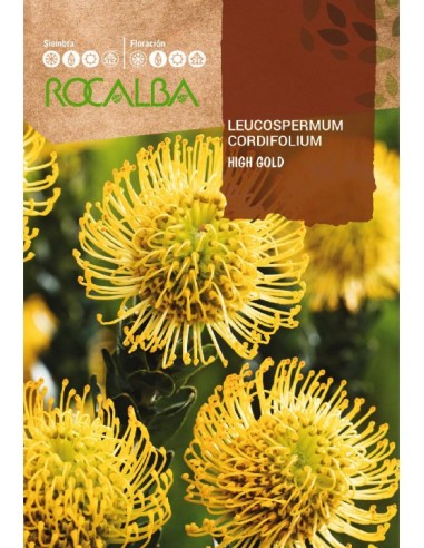 Semilla Protea Leucospermum Cordifolium
