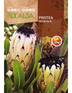 Semilla Protea Neriifolia
