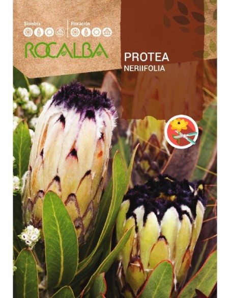 Semilla Protea Neriifolia