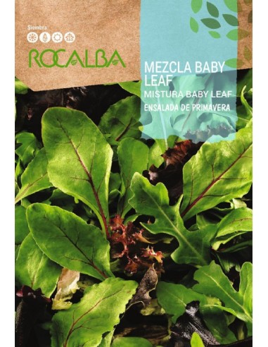 Llavor enciam barreja baby leaf (amanida de primavera)