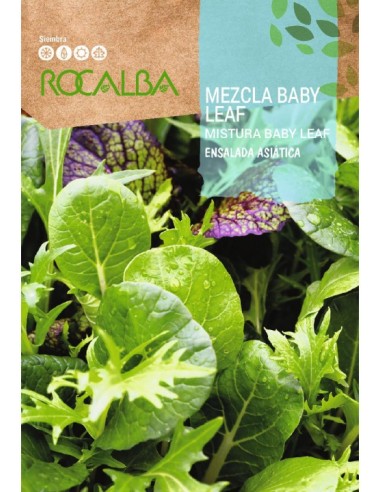 Llavor enciam barreja baby leaf (amanida assiàtica)