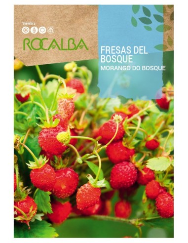 Semente de morango do bosque