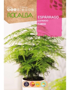 Semente de espargo plumoso