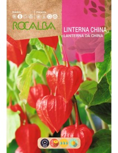 Semilla linterna china