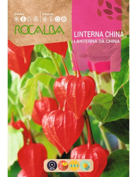 Semente de linterna de china