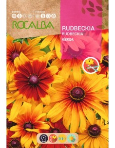Graine de rudbeckia