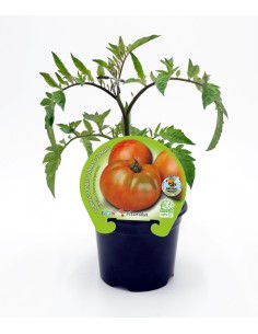 Plantel tomate híbrido para ensalada (1 o 6 o 12 unidades)