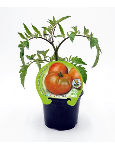 Muda de tomate híbrido para saladas (1 o 6 o 12 unidades)