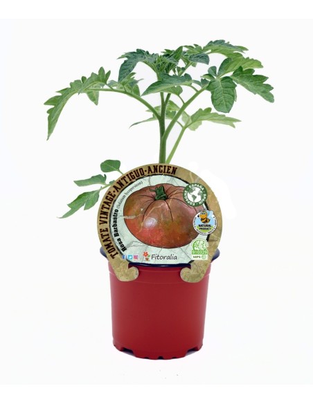 Tomàquet Rosa Barbastre (test 10,5 cm Ø)
