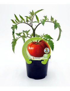 Tomate Ecológico Tres Cantos (12 unidades)