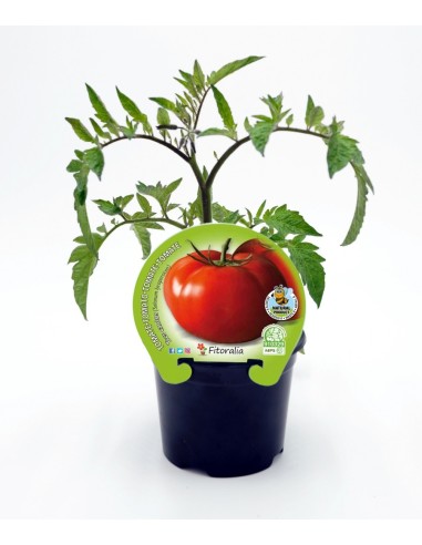Plantel de tomate Tres Cantos ecológico (12 unidades)