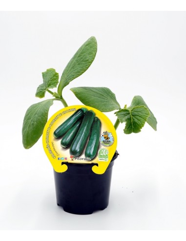 Planter de carbassó ecològic (6 unitats)