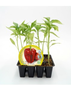 Planta de pimenta orgânica (12 unidades)