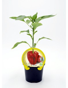 Planta de pimenta orgânica (12 unidades) 2