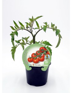 Planter de tomàquet cherry ecològic (12 unitats)