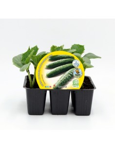 Esquadrão de pepino ecológico (6 unidades)