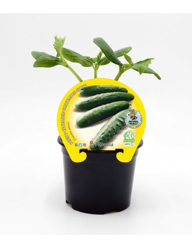 Esquadrão de pepino ecológico (6 unidades)