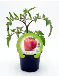 Semis de tomate cœur de bœuf (1 o 12 unités) 2