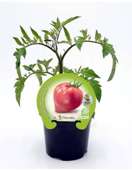 Planter tomàquet cor de bou (1 o 12 unitats)