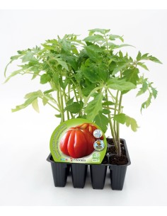 Semis de tomate cœur de bœuf (1 o 12 unités)