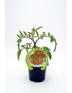 Abono Catus fertiberia 2