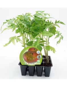 Planter de tomàquet Rosa ecològic (12 unitats)