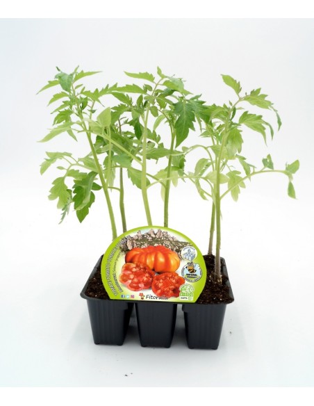 Planter de tomàquet Montserrat ecològic (12 unitats)