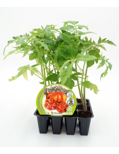 Tomate orgânico Montserrat (12 unidades)