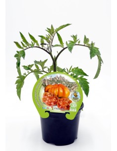 Tomate orgânico Montserrat (12 unidades) 2
