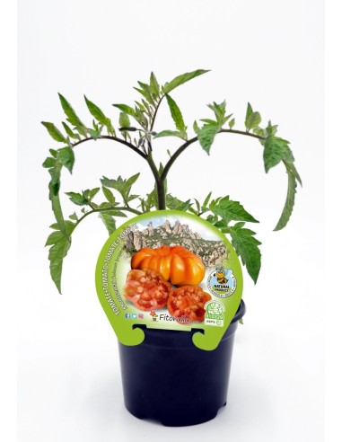 Tomate orgânico Montserrat (12 unidades)