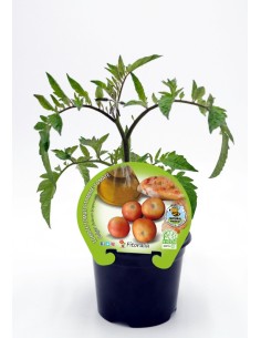 Semis de tomate à suspendre naturel (1 o 6 o 12 unités) 2