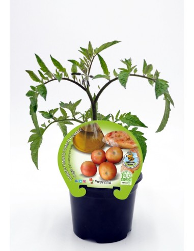 Semis de tomate à suspendre naturel (1 o 6 o 12 unités)