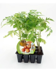Plantel tomate de colgar natural (1 o 6 o 12 unidades)
