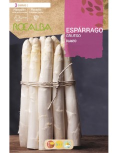 Racines d'asperges blanches (3 racines)