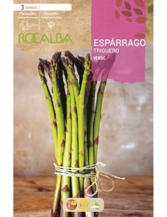 Racines d'asperges sauvages vertes (3 racines)