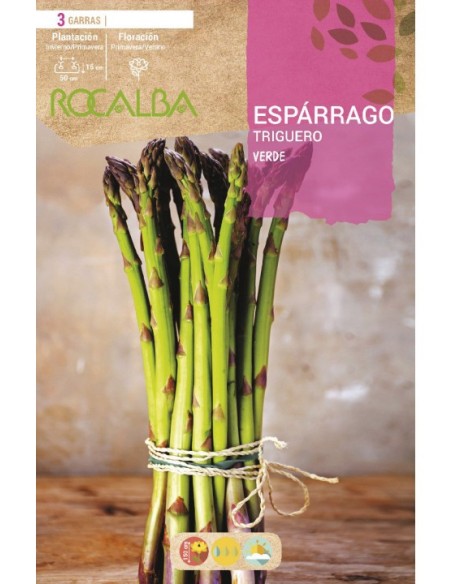 Racines d'asperges sauvages vertes (3 racines)