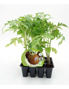 Planter de tomàquet Negre ecològic (12 unitats)