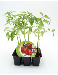 Plantel de tomate Pera Mata Baja ecológico  (12 unidades) 2